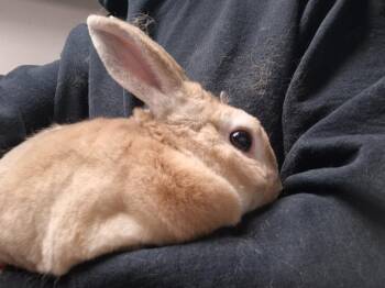 Rex Rabbits Available for Adoption - Little Man | PetCurious