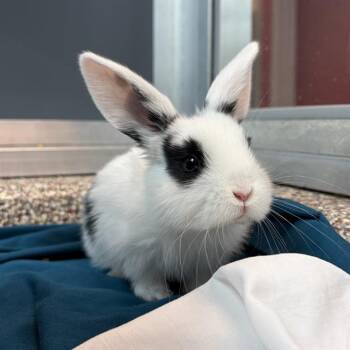 POMPOMPURIN -  English Lop Rabbit Available for Adoption in Barnstable, Massachusetts - POMPOMPURIN | PetCurious