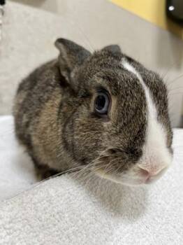 American Rabbits Available for Adoption in Honolulu, Hawaii - Harper | PetCurious
