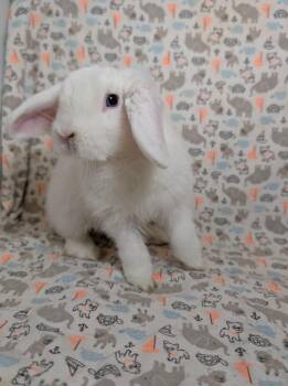 Lop Eared Rabbits Available for Adoption - Milky Way  | PetCurious