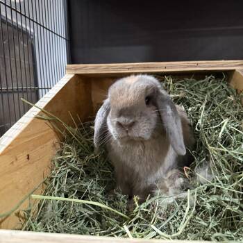 Muffin -  Holland Lop Rabbit for Adoption in Pasadena, California - Muffin | PetCurious