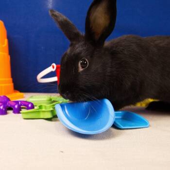 Penguin -  American Rabbit for Adoption in Wilmington, Delaware - Penguin | PetCurious