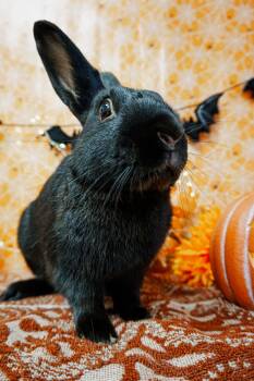 Brambles -  Bunny Rabbit Rabbit for Adoption in Long Beach, California - Brambles | PetCurious