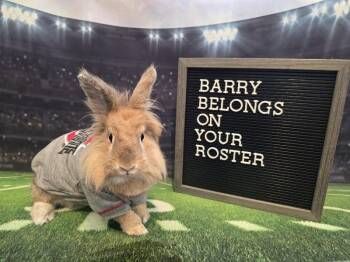 Barry -  Lionhead Rabbit for Adoption in Columbus, Ohio - Barry | PetCurious