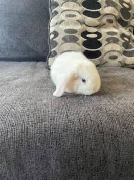 Akiro -  Holland Lop Rabbit for Adoption in Santa Cruz, California - Akiro | PetCurious
