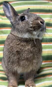 Vegas -  Bunny Rabbit Rabbit for Adoption in Westerville, Ohio - Vegas | PetCurious