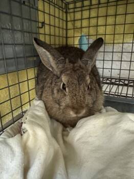 Rescue Lop Eared Rabbits for Adoption in Honolulu, Hawaii - Binky | PetCurious