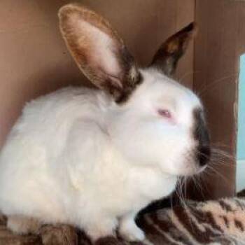 Californian Rabbits Available for Adoption - Siegfried | PetCurious