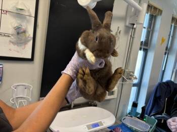 New York -  Bunny Rabbit Rabbit for Adoption in New York, New York - New York | PetCurious