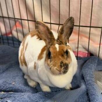 Mini Rex Rabbits Available for Adoption in Baltimore, Maryland - Tanzi | PetCurious