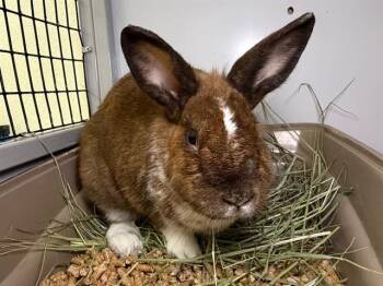 Bunny Rabbit Rabbits Available for Adoption in Santa Rosa, California - SHARON | PetCurious