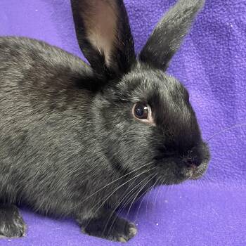 Rescue American Rabbits for Adoption in Edinburg, Pennsylvania - Celeste: Video!! | PetCurious