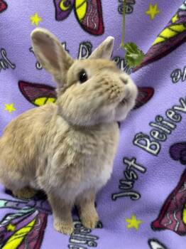 Netherland Dwarf Rabbits Available for Adoption in Livermore, California - Briar | PetCurious