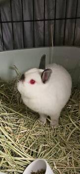 Munchie -  Netherland Dwarf and Himalayan Rabbit for Adoption in Deltona, Florida - Munchie | PetCurious