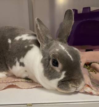 Mini Rex Rabbits Available for Adoption in Chicago, Illinois - Barbary Fig | PetCurious
