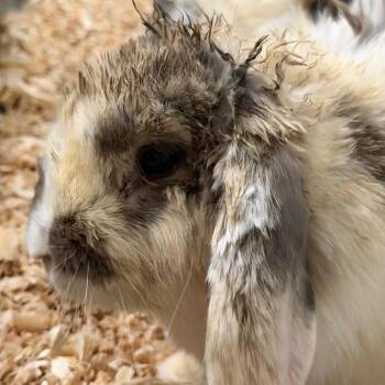 Clover -  Holland Lop Rabbit for Adoption in Yuma, Arizona - Clover | PetCurious
