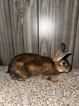 Rescue Rex Rabbits for Adoption - Bugs | PetCurious