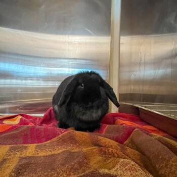 Lylla -- Bonded Buddy With Roger -  Holland Lop Rabbit for Adoption in Des Moines, Iowa - Lylla -- Bonded Buddy With Roger | PetCurious