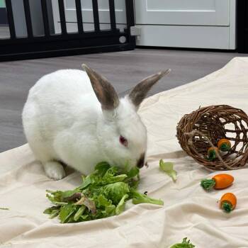 Snoopy -  Californian Rabbit for Adoption in The Woodlands, Texas - Snoopy | PetCurious
