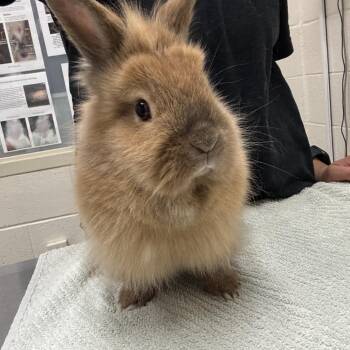 Ginger -  Lionhead Rabbit for Adoption in Murray, Utah - Ginger | PetCurious