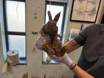 New Hampshire -  Bunny Rabbit Rabbit for Adoption in New York, New York - New Hampshire | PetCurious