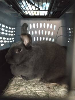 Rescue New Zealand Rabbits for Adoption in Dallas, Pennsylvania - Petunia | PetCurious