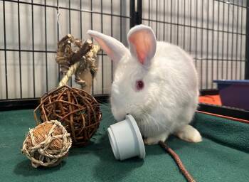 Florida White Rabbits Available for Adoption in Philadelphia, Pennsylvania - Gojiberry | PetCurious
