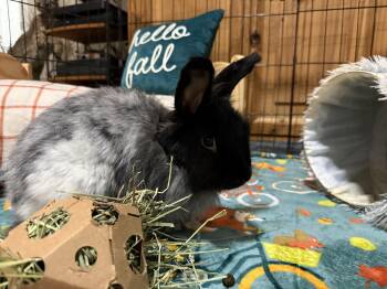Cardigan -  Angora Rabbit Rabbit for Adoption in Little Rock, Arkansas - Cardigan | PetCurious