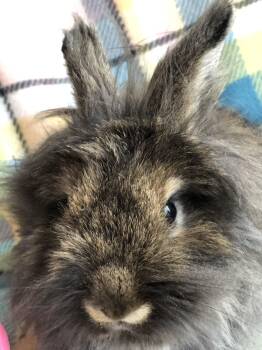 Wemby -  Jersey Wooly Rabbit for Adoption in San Antonio, Texas - Wemby | PetCurious