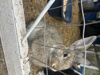 Darling -  Bunny Rabbit Rabbit for Adoption in Navarre, Florida - Darling | PetCurious