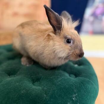 Loxley -  Lionhead Rabbit for Adoption in The Woodlands, Texas - Loxley | PetCurious