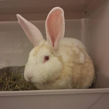 Harvey Nomad -  American Rabbit for Adoption in Dayton, Ohio - Harvey Nomad | PetCurious