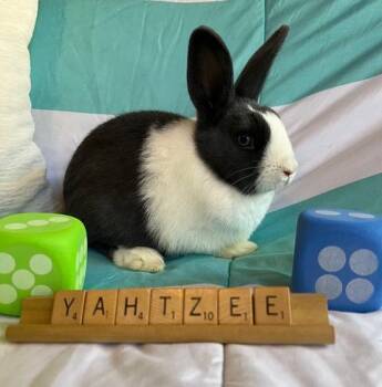 Rescue Dutch Rabbits for Adoption in Livermore, California - Yahtzee | PetCurious
