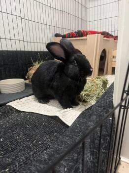 Nosey -  Flemish Giant Rabbit for Adoption in Pflugerville, Texas - Nosey | PetCurious
