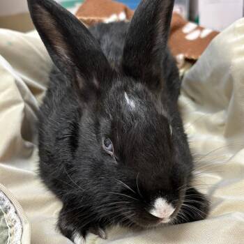 Valentino -  Bunny Rabbit Rabbit for Adoption in Richmond, California - Valentino | PetCurious