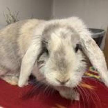 Alberta -  Holland Lop Rabbit for Adoption in Hilliard, Ohio - Alberta | PetCurious
