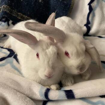 Thing 1 -  Californian Rabbit for Adoption in Richmond, California - Thing 1 | PetCurious