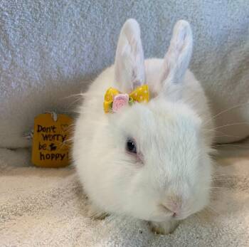 Rescue Lionhead Rabbits for Adoption in Columbia, Maryland - Lemon | PetCurious