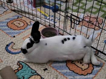 Rescue Bunny Rabbit Rabbits for Adoption in New Franklin, Ohio - Agave | PetCurious