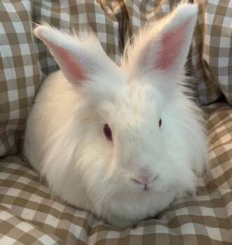 Lionhead Rabbits Available for Adoption - Starsky | PetCurious