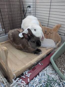 Rescue Lop Eared Rabbits for Adoption in Pflugerville, Texas - ***Courtesy Post*** Pumpkin And Brownie | PetCurious