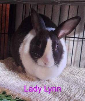 Rescue Dutch Rabbits for Adoption in Dallas, Pennsylvania - Lady Lynn | PetCurious