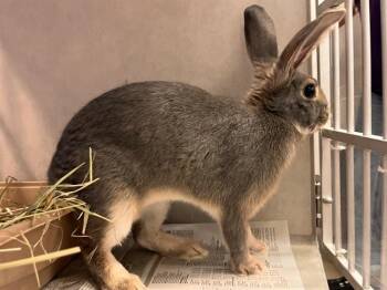 SHADOW ASH -  Bunny Rabbit Rabbit for Adoption in Colorado Springs, Colorado - SHADOW ASH | PetCurious