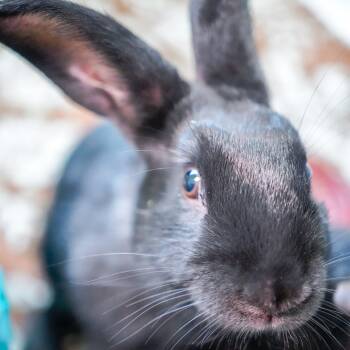 Rescue American Rabbits for Adoption - Oolong | PetCurious
