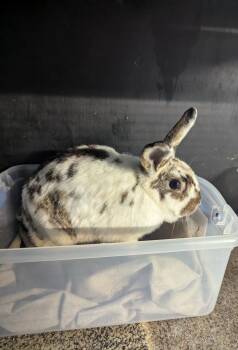 Rescue English Spot and Rex Rabbits for Adoption - Maple | PetCurious