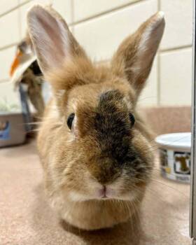 Tapatío -  Lionhead Rabbit for Adoption in Novato, California - Tapatío | PetCurious