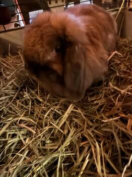 Rescue Holland Lop Rabbits for Adoption in Plumsted, New Jersey - Clementine | PetCurious