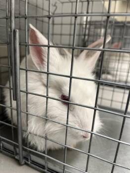 Bunny Rabbit Rabbits Available for Adoption in Las Vegas, Nevada - LIZ | PetCurious