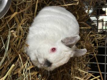 Bunny 2 -  Netherland Dwarf Rabbit for Adoption in Troupsburg, New York - Bunny 2 | PetCurious