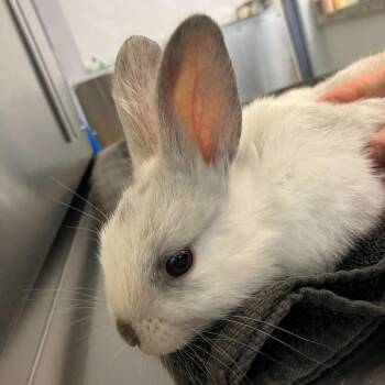 Bunny Rabbit Rabbits Available for Adoption in Asheville, North Carolina - Morning Glory | PetCurious